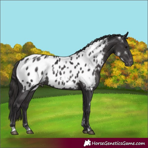 Horse Color:White Spotted Smoky Black Near Leopard Rabicano