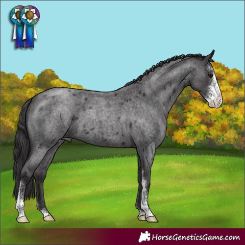 Horse Color:Smoky Blue Roan Sabino