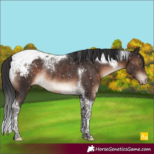 Horse Color:Brown Tobiano Snowcap Rabicano 