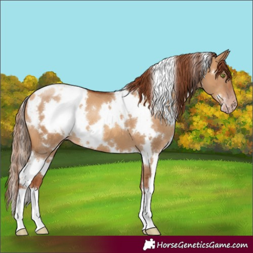 Horse Color:Gray White Spotted Gold Champagne Dun Varnish
