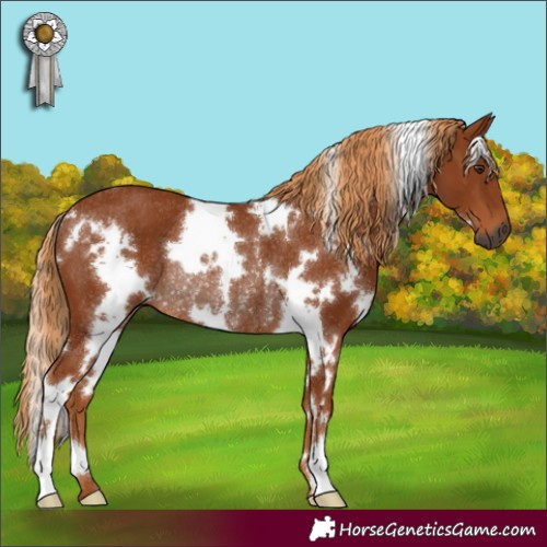 Horse Color:Gray White Spotted Chestnut Rabicano