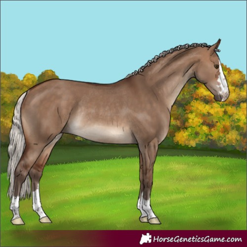 Horse Color:Silver Brown Dun Rabicano 