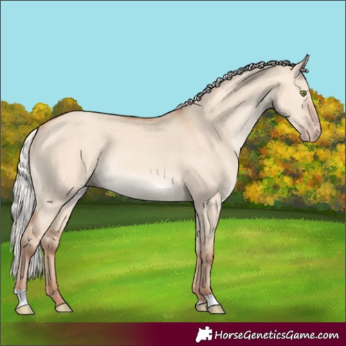 Horse Color:Silver Amber Champagne Dun Rabicano 