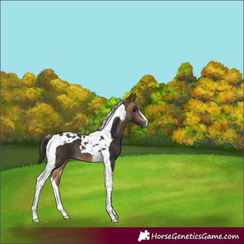 Horse Color:Buckskin Tobiano