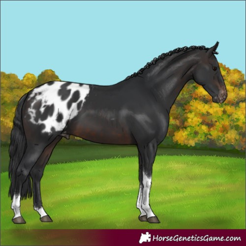 Horse Color:Brown Tobiano Blanket 