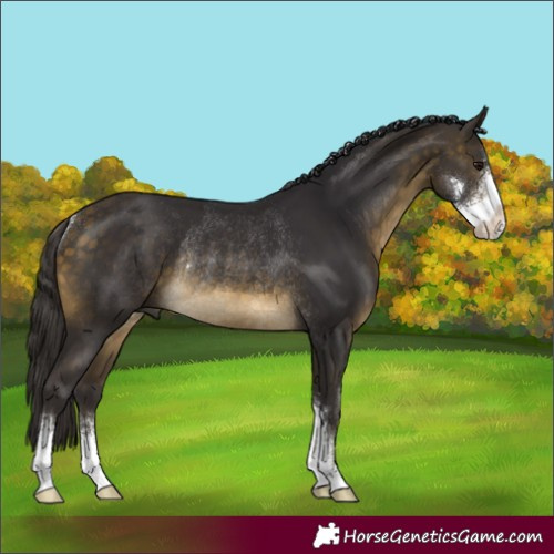 Horse Color:Buckskin Sabino Rabicano 