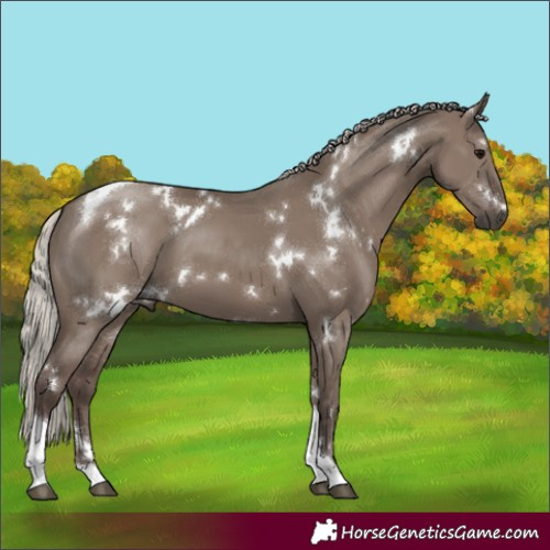Horse Color:White Spotted Silver Grullo Tobiano Rabicano