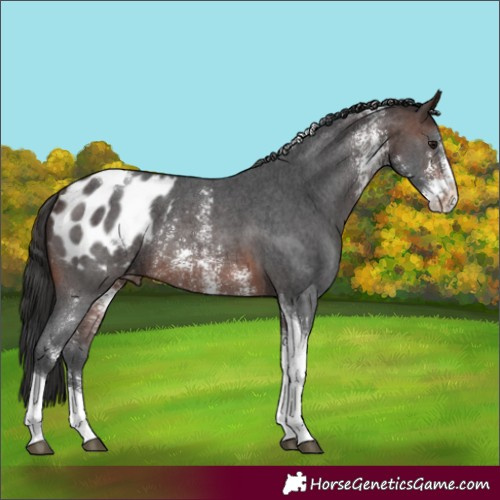 Horse Color:Brown Sabino Tobiano Blanket Rabicano