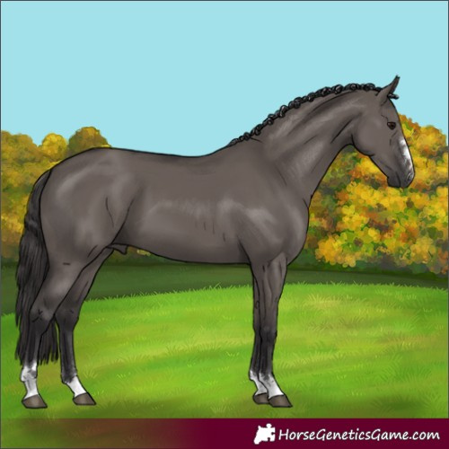 Horse Color:Unknown 