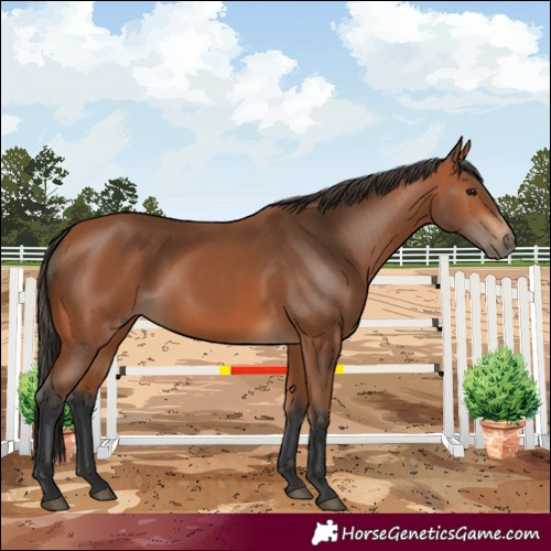 Horse Color:Bay 