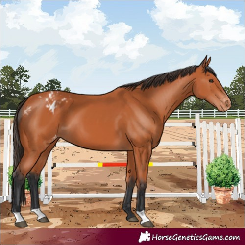 Horse Color:Bay Blanket