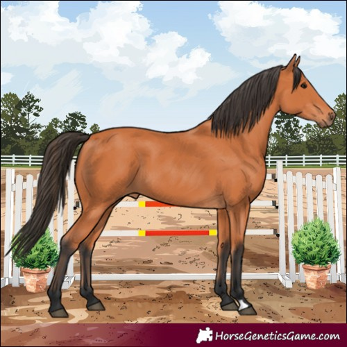 Horse Color:Bay 