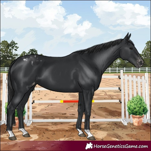 Horse Color:Black Blanket