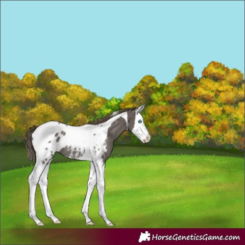 Horse Color:Smoky Grullo Splash Tobiano Blanket Rabicano 