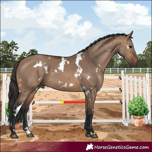 Horse Color:White Spotted Brown Dun