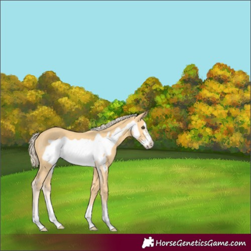 Horse Color:Palomino Frame 