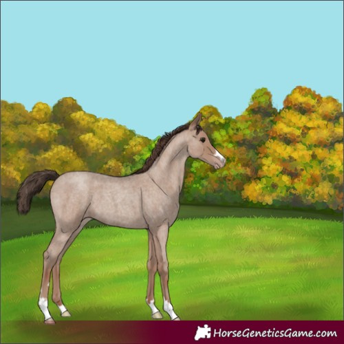 Horse Color:Classic Champagne Roan