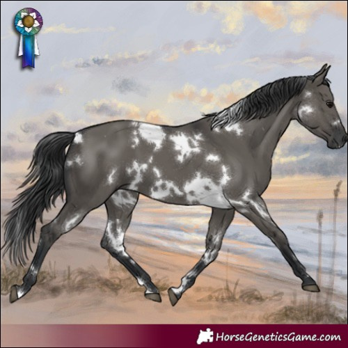 Horse Color:White Spotted Grullo