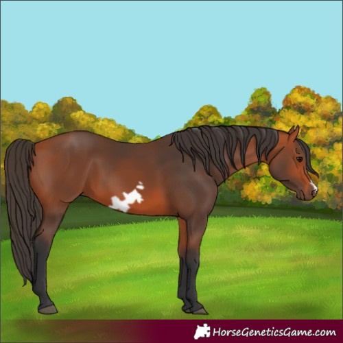 Horse Color:Bay Frame 