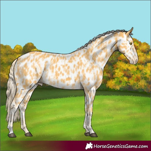Horse Color:Palomino Leopard  and Palomino Leopard 