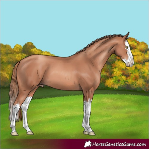 Horse Color:Gold Champagne Splash 