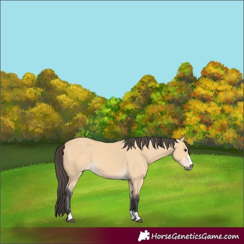 Horse Color:Buckskin 