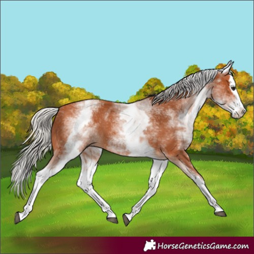 Horse Color:White Spotted Silver Bay Splash