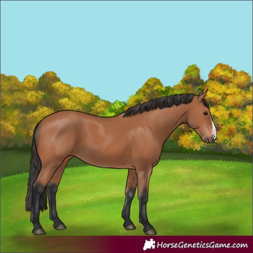 Horse Color:Bay Frame