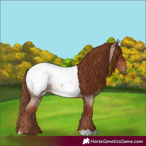 Horse Color:Red Roan Snowcap