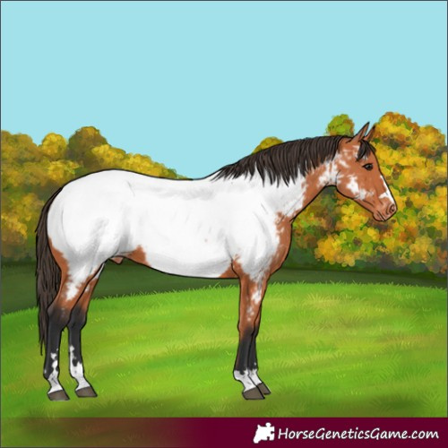 Horse Color:Bay Near Fewspot