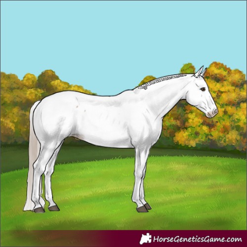 Horse Color:Chestnut Fewspot
