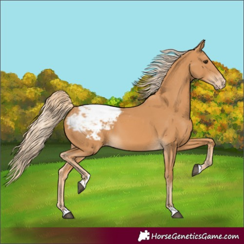 Horse Color:Chestnut Snowcap