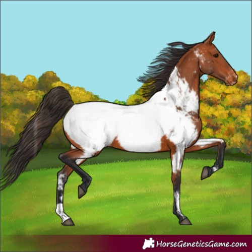 Horse Color:Bay Near Fewspot 