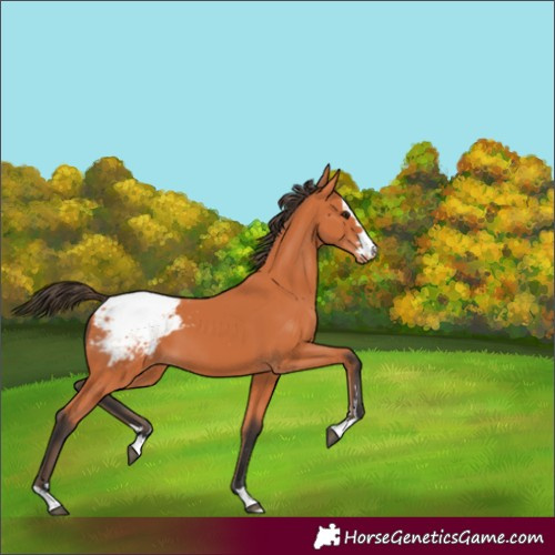 Horse Color:Bay Snowcap 