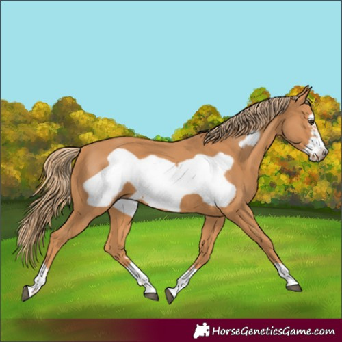 Horse Color:Chestnut Frame