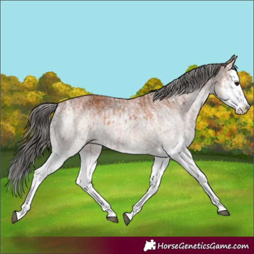 Horse Color:White Spotted Bay Splash  and Gray White Spotted Bay Splash 