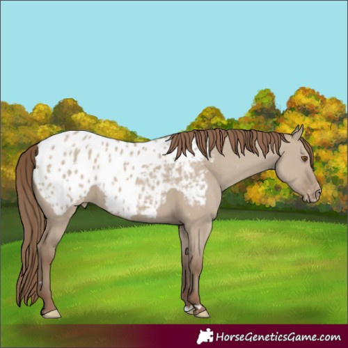Horse Color:Classic Champagne Dun Blanket 