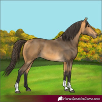 Horse Color:Buckskin 