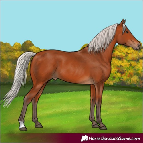 Horse Color:Silver Bay 