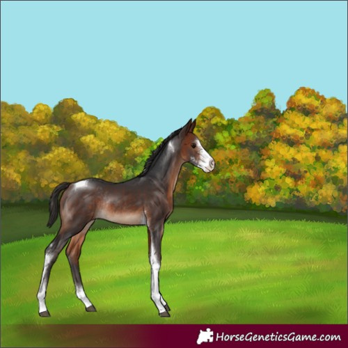 Horse Color:Bay Sabino Tobiano Rabicano 