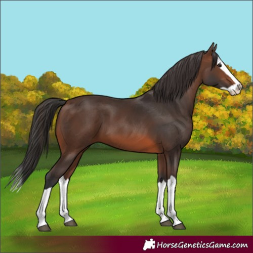 Horse Color:Brown Splash