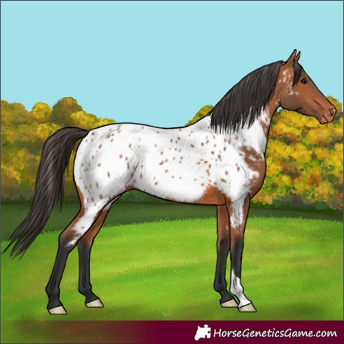 Horse Color:Bay Near Leopard 