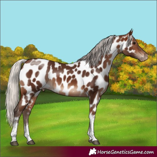 Horse Color:Silver Brown Tobiano Near Leopard