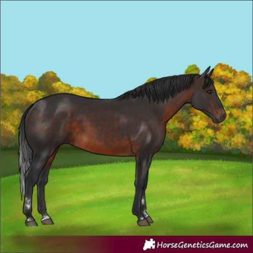 Horse Color:Brown Rabicano 