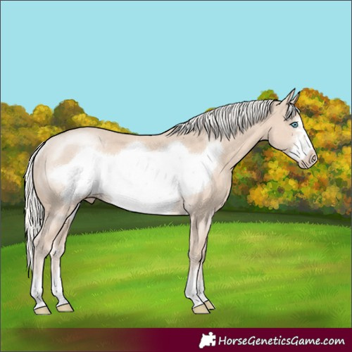 Horse Color:Cremello Frame Rabicano