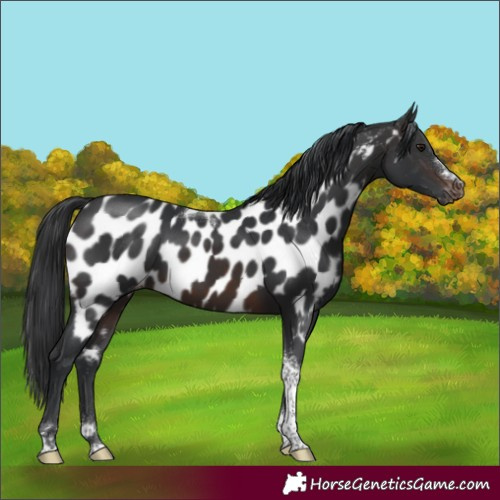 Horse Color:Brown Tobiano Near Leopard 