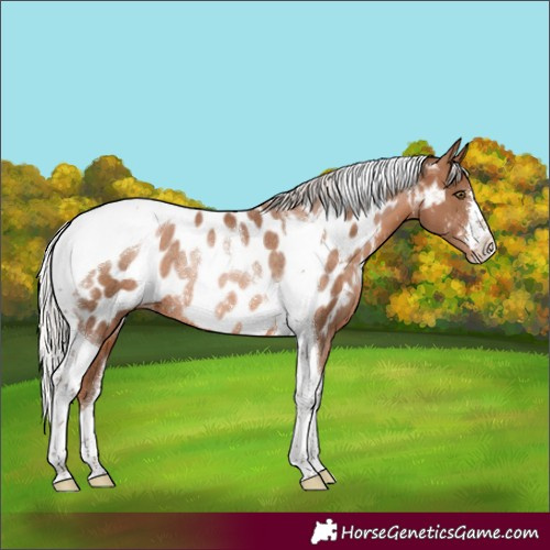 Horse Color:Silver Brown Pearl Tobiano Near Leopard Rabicano 