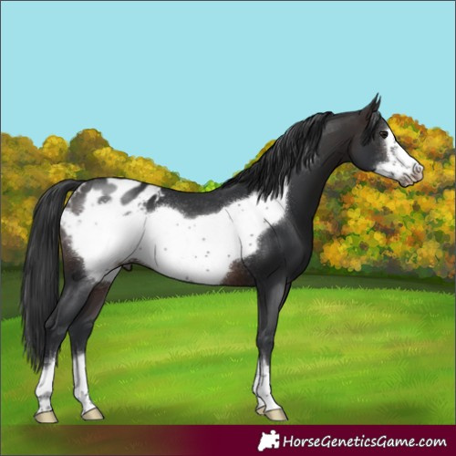 Horse Color:Brown Frame Blanket Rabicano 
