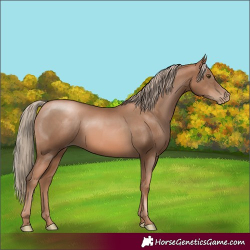 Horse Color:Liver Chestnut Pearl Rabicano 