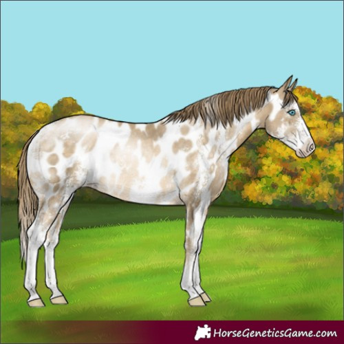 Horse Color:Buckskin Pearl Sabino Near Leopard Rabicano 